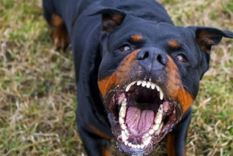 Una anciana murió en Guaymallén tras ser atacada por su perros Rottweiler Foto: Redes sociales