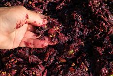 El orujo es el residuo sólido que queda después de que la uva se ha prensado para extraer su jugo. El orujo es el residuo sólido que queda después de que la uva se ha prensado para extraer su jugo.