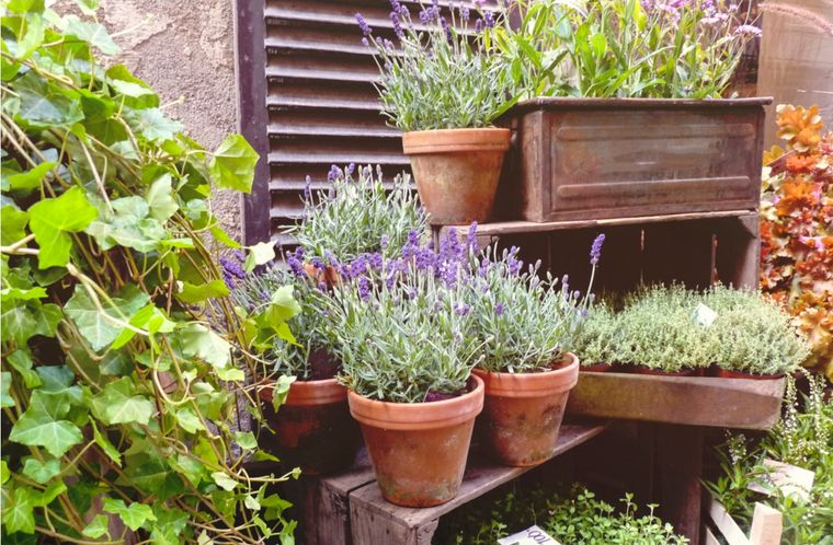 JARDÍN QUÉ CULTIVAR EN MARZO Foto: Shutterstock