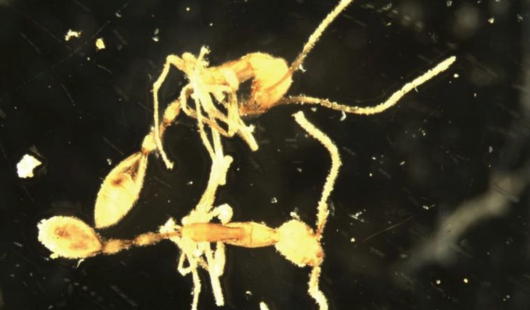 Obreras de de Leptanilla voldemort de Australia Occidental en etanol. Foto: Dpa.