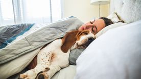 Compartir la cama con tu perro es un hábito lleno de beneficios, pero requiere ciertos cuidados esenciales. Foto: Shutterstock