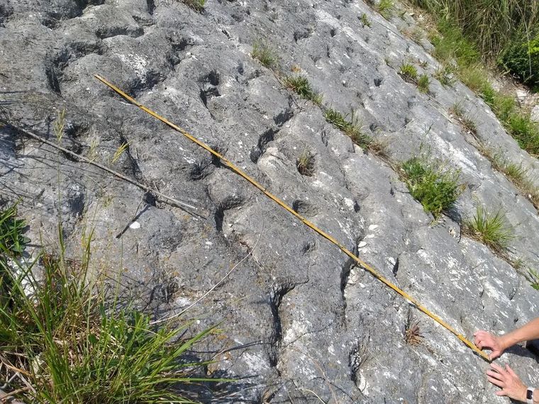 El descubrimiento quedó registrado en una capa de caliza del Monte Cònero, frente al mar Adriático. El descubrimiento quedó registrado en una capa de caliza del Monte Cònero, frente al mar Adriático.