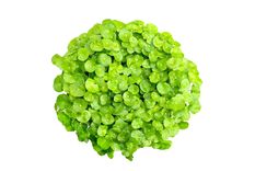 centella Una planta muy poderosa. Foto: Fuente: Shutterstock