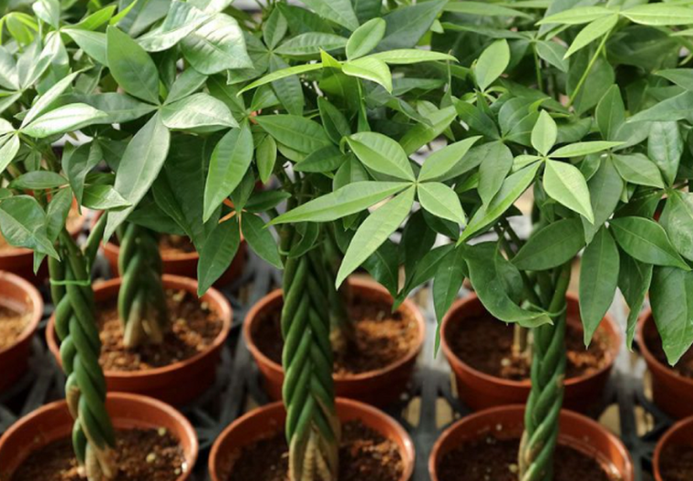 Una planta que atrae armonía. Foto: Fuente: Freepik