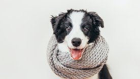 Las mascotas necesitan protección en invierno. Las mascotas necesitan protección en invierno.