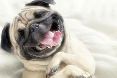 perros optimistas / perros pesimistas