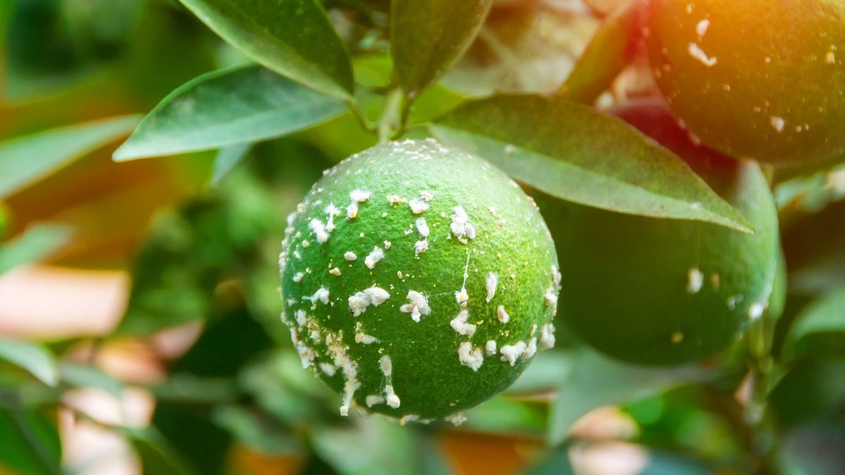 Elimina las plagas del limonero de tu hogar con un chorrito de este