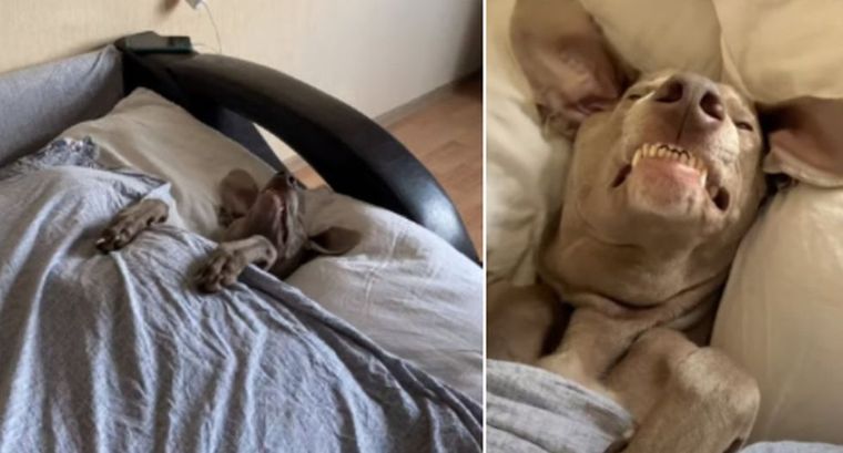 El perro que duerme como su dueño es viral.