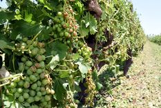 Foto: Gobierno de Mendoza