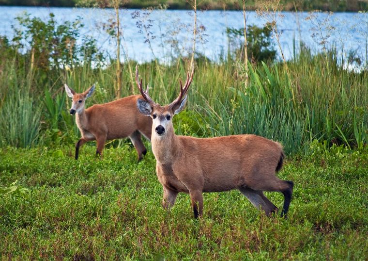 El ciervo de los pantanos se encuentra principalmente en los Esteros del Iberá. Foto: Ambiente de Nación