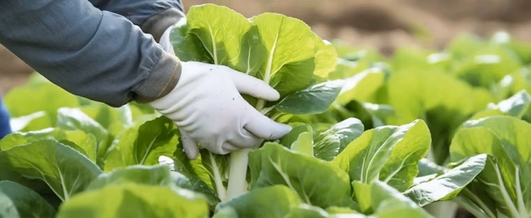 El agro argentino está acostumbrado a convivir con la incertidumbre. El agro argentino está acostumbrado a convivir con la incertidumbre.