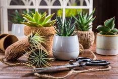 Que crezca un cactus en tu casa tiene un significado muy especial para el Feng Shui Foto: Shutterstock