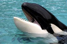 Las orcas son temibles cazadoras. Foto: Efe. Las orcas son temibles cazadoras. Foto: Efe.