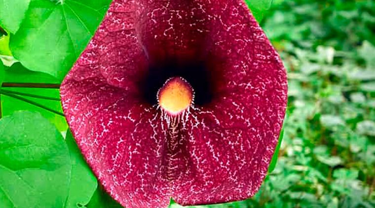 Una de las favoritas de las mariposas es la pipa holandesa. Foto: Adrián Eugen Ciobaniuc/Shutterstock.com