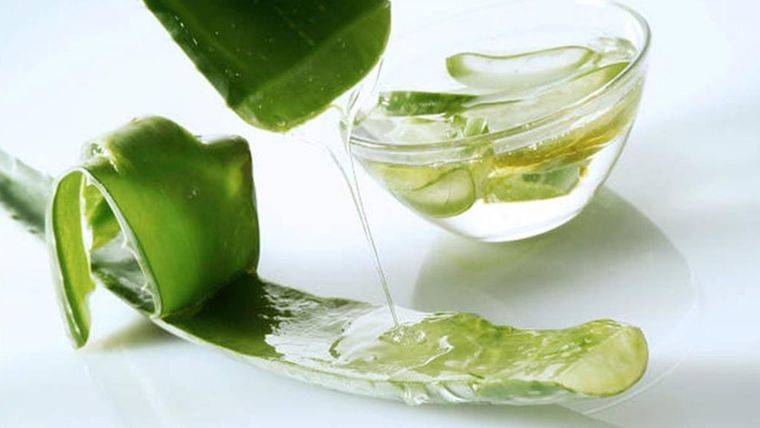 Utiliza solo el gel de la sábila para elaborar el té. Foto: Archivo