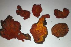 El Antrodia cinnamomea es un hongo raro de Taiwán con larga historia en la medicina popular.