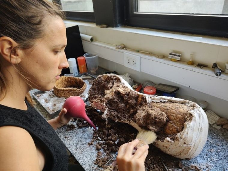 El animal, similar a un armadillo gigante, habitó la Tierra durante la Era Glaciar Foto: Noticias Argentinas
