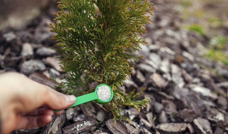 Protege a tus plantas con este producto de casa. Foto: Shutterstock