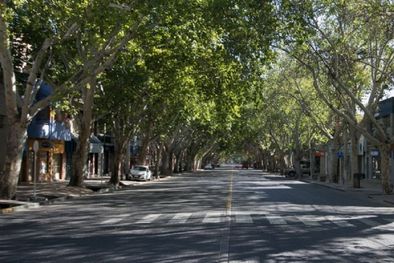 MDZol | El arbolado público es uno de los principales patrimonios ambientales de Mendoza.