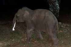 la insolita imagen del hombre que salva a un elefante bebe con masaje cardiaco tras un atropello