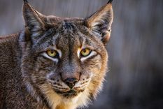 Según el zoológico, el lince euroasiático es uno de los depredadores que se beneficiarán del plan. Según el zoológico, el lince euroasiático es uno de los depredadores que se beneficiarán del plan.