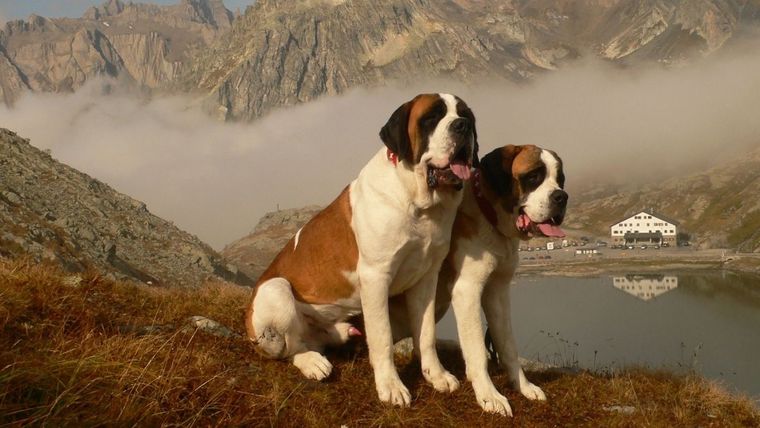 Perros, gigantes, razas grandes
