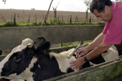 MDZol | Lo profesionales deberán elegir un delegado para que los represnete en el Colegio de Veterinarios de Mendoza. Foto: Web