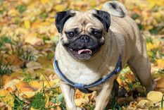 Las principales curiosidades de esta raza particular y adorable Foto: Shutterstock