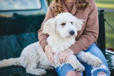 Así puedes sacar el pelo del perro de la ropa Foto: Pixabay