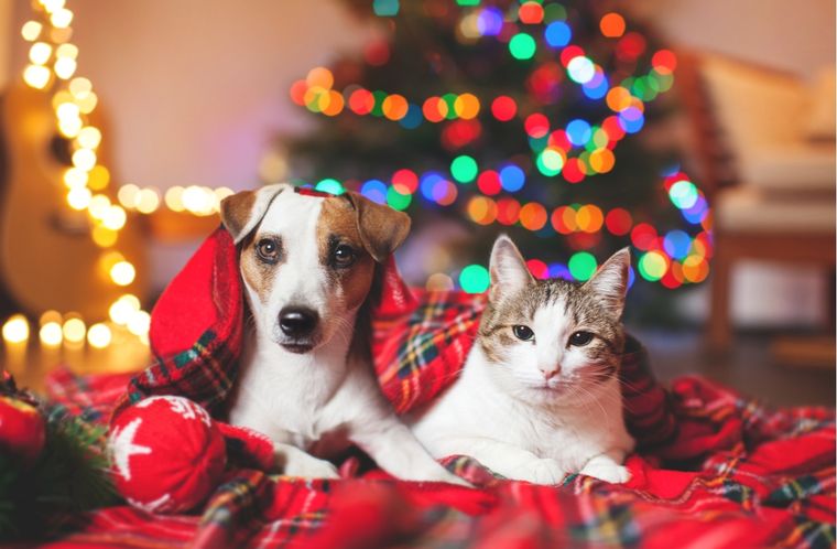 Mascotas Cómo acompañarlas durante la Navidad Foto: Shutterstock