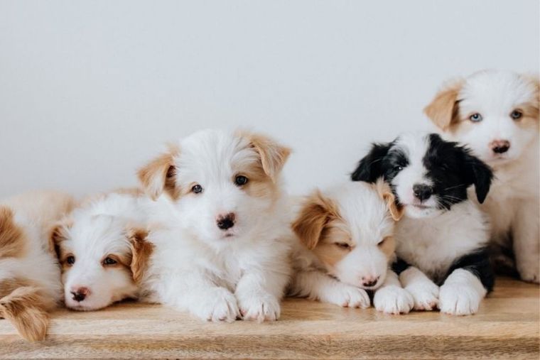 Entre estos nombres puede estar el próximo de tu mascota. Foto: Cómo educar a tu cachorro