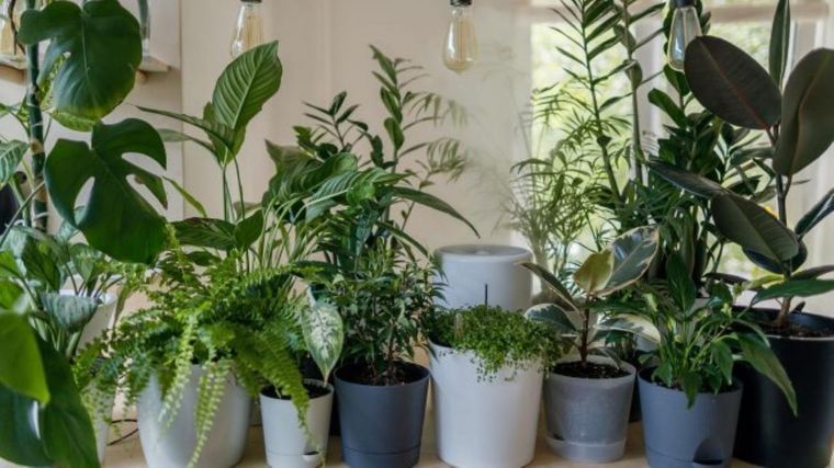 Existe un abono casero que hará revivir a tus plantas marchitas. Foto: Shutterstock