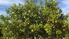 El limonero necesita una poda. El limonero necesita una poda.