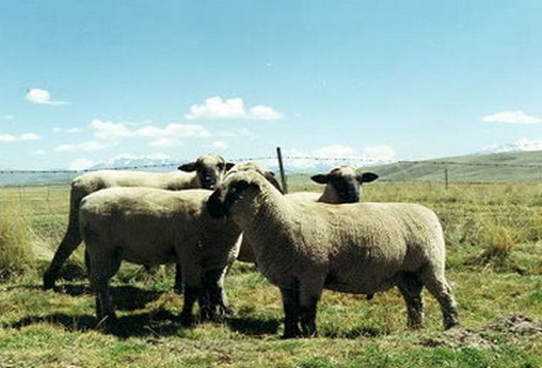 Los productores de Lavalle realizan los trámites para acreditar la propiedad del animal. Foto: MDZ