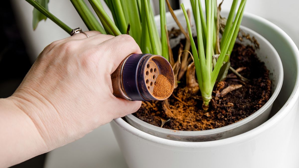 La canela en tus plantas: el truco casero que las salva