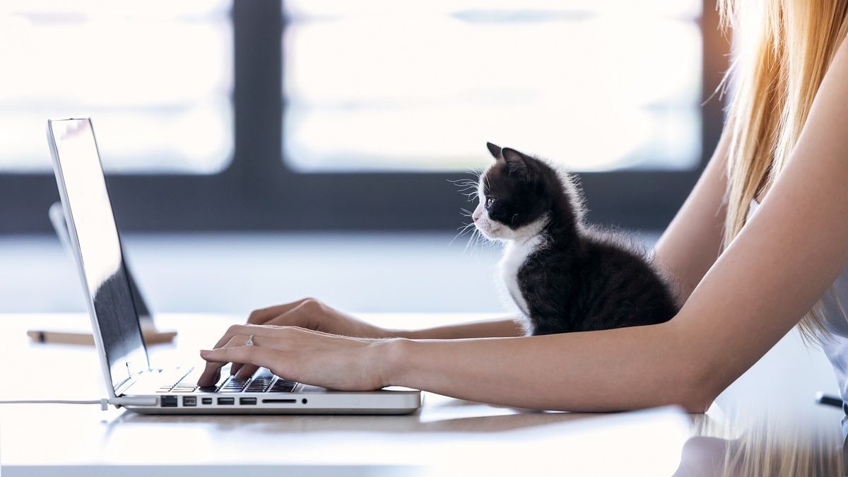 Ni calor ni comodidad: por qué los gatos se suben a la computadora