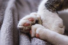 Los gatos son de las mascotas preferidas de las personas Foto: Pexels