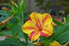 Belleza natural. Jardinería.&nbsp;