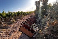 El municipio inspeccionó nueve galgos usados en competencias ilegales (Foto del operativo).