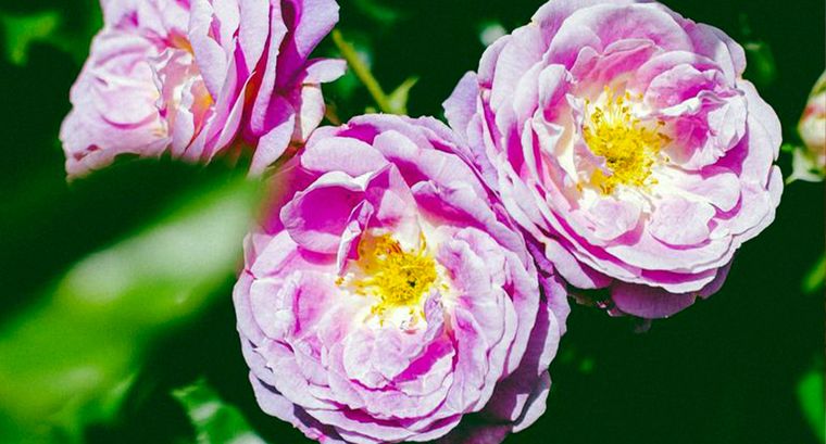 Rosa pùrpura Arctic Blue. Foto: Shutterstock/Lissa Chandler Photography. Rosa pùrpura Arctic Blue. Foto: Shutterstock/Lissa Chandler Photography.