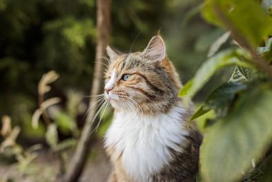 MDZol | La enfermedad por arañazo de gato es causada por una bacteria llamada Bartonellahenselae. Foto: MSD Salud Animal