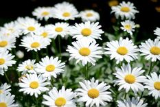Las Margaritas son flores muy bellas que no necesitan grandes cuidados para crecer saludables. Foto: Eroski