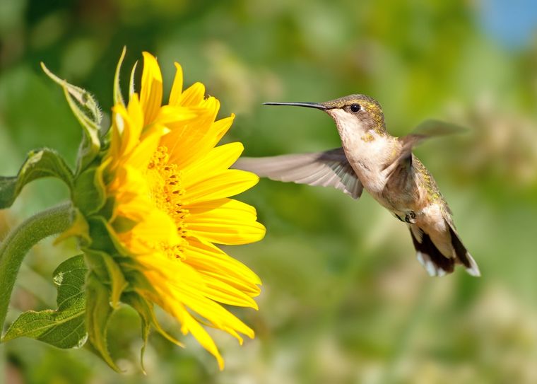 Qué plantas elegir en el jardín para atraer mariposas y colibríes. Foto: Shutterstock Qué plantas elegir en el jardín para atraer mariposas y colibríes. Foto: Shutterstock