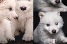 Este sería el primer caso de desextinción Foto: X Este sería el primer caso de desextinción Foto: X