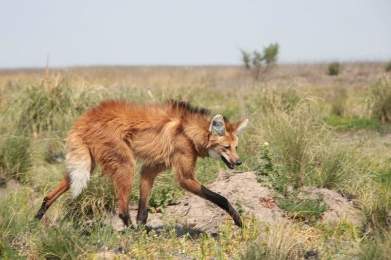El aguará guazú es uno de los animales amenazados en la Argentina Foto: Ministerio de Ambiente de la Nación
