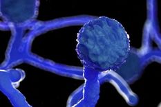 Los hongos del orden mucorales se encuentran comúnmente en el suelo, las plantas, el estiércol y las frutas y verduras en estado de descomposición. Foto: GETTY IMAGES