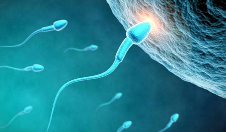 espematozoides Este trabajo con IA favorece las técnicas de fertilidad. Foto: EFE.