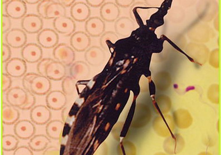 El parásito es conocido popularmente como vinchuca o chinche gaucha. Foto: web