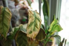 JARDÍN LAS HOJAS SECAS PUEDEN APARECER POR LA PRESENCIA DE HONGOS, EXCESO DE LUZ SOLAR O FALTA DE AGUA Foto: SHUtTERSTOCK