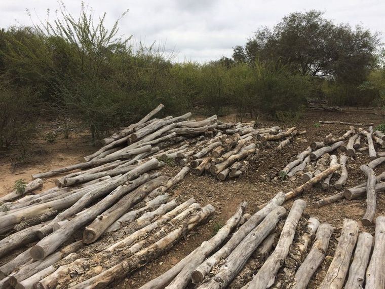 Deforestación Foto: Noticias Argentinas